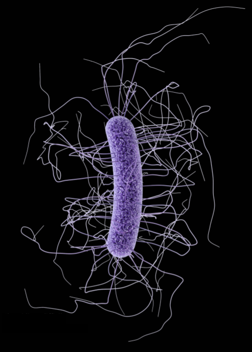 Clostridioides difficile colitis