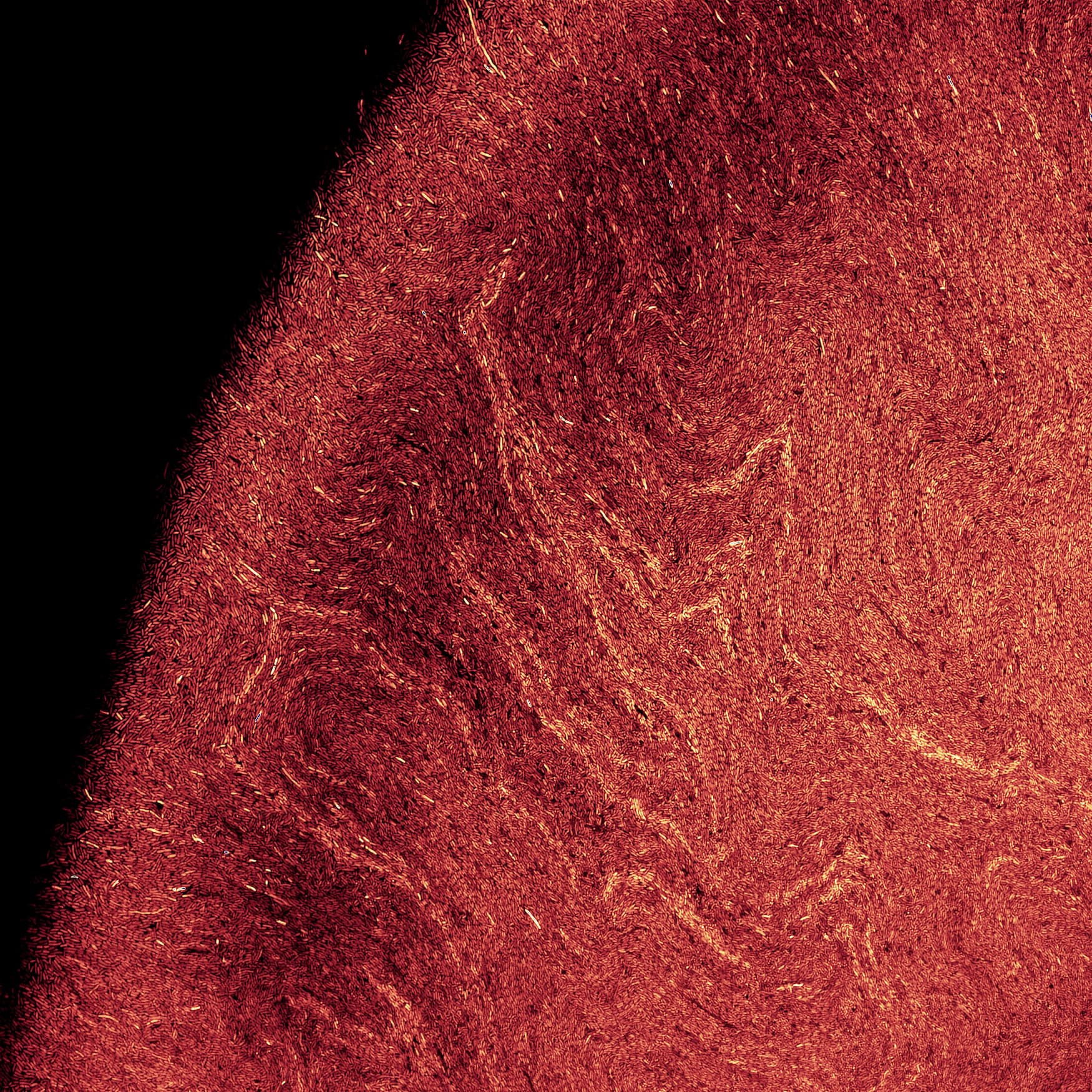 A time‐lapse micrograph showing bright red streaks on a black background