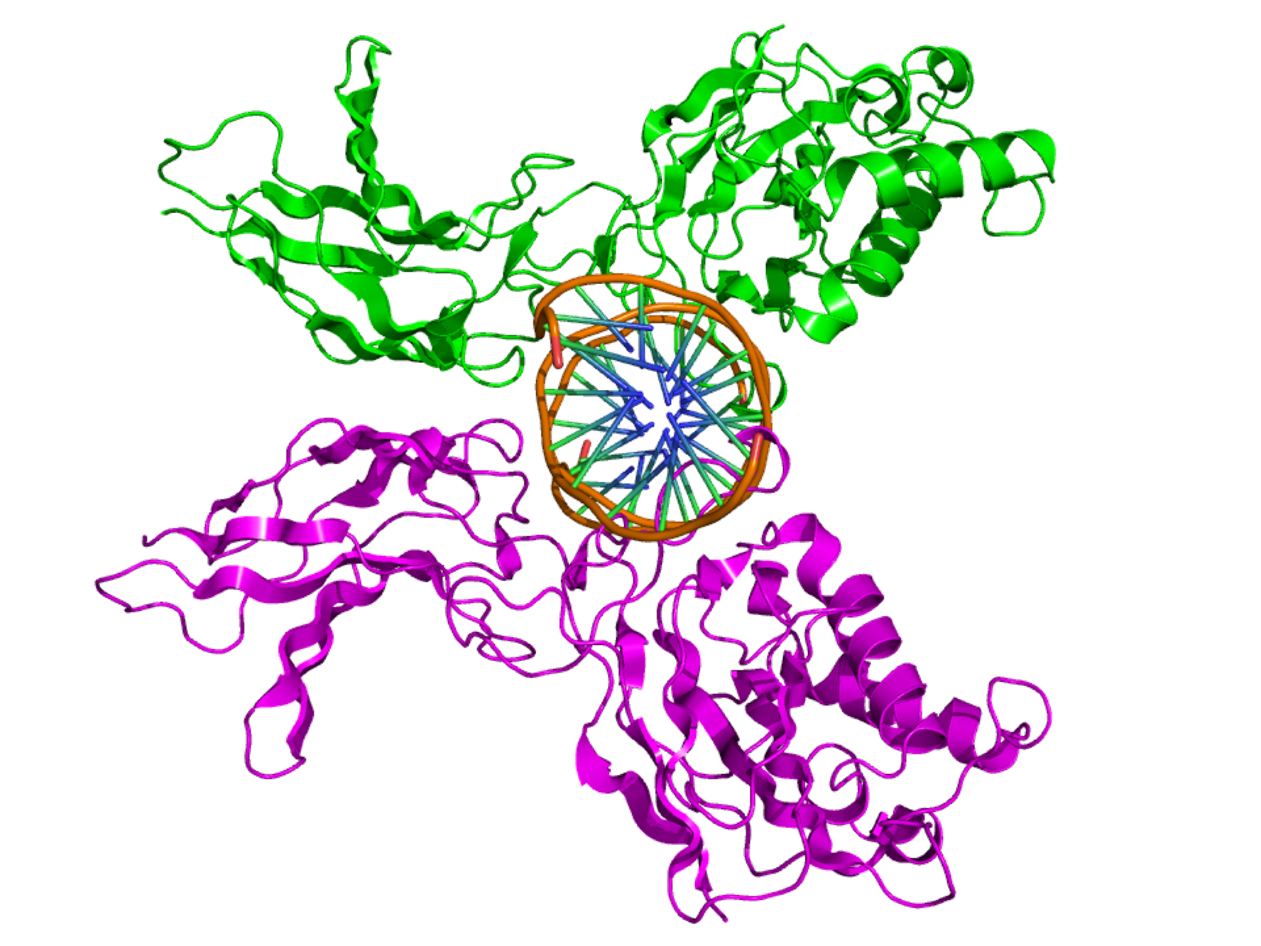 Two NF-κB proteins with DNA sandwiched between them